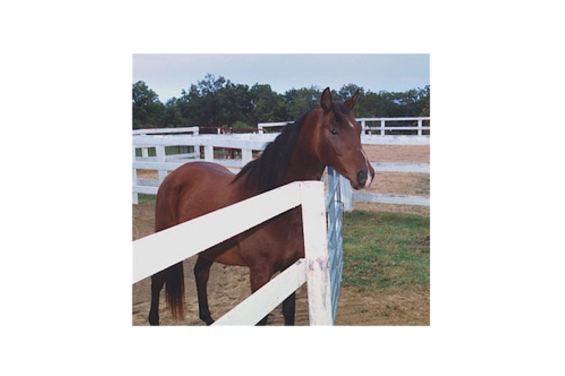 Asher the Morab horse