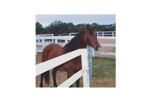 Asher the Morab horse